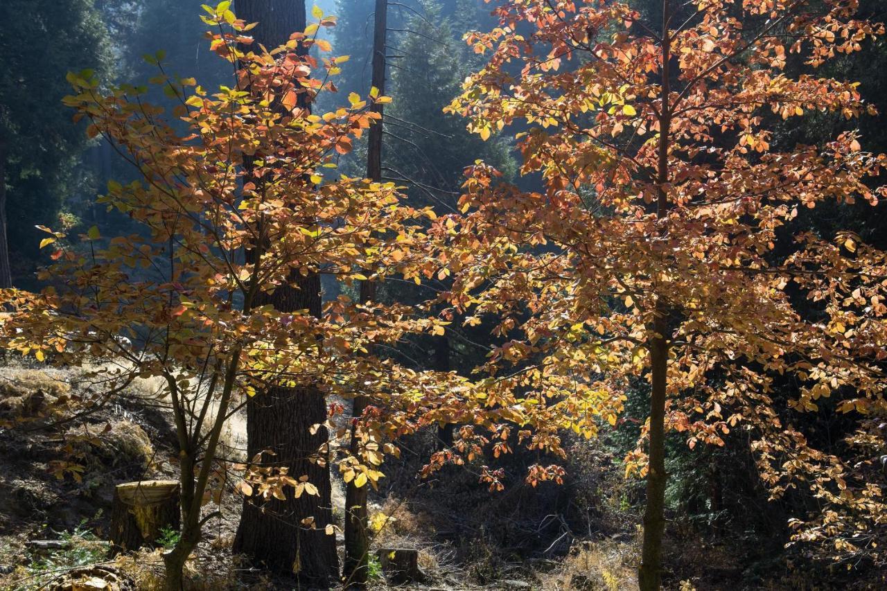 Villa Boulder Ridge Yosemite West Esterno foto